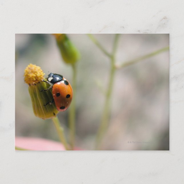CARTE POSTALE 24102385 (Devant)