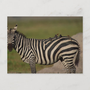 CARTE POSTALE 24109277