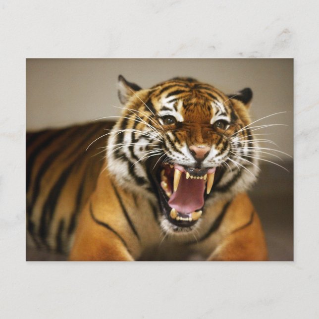 Carte postale #2 du Tigre malaisien (Devant)