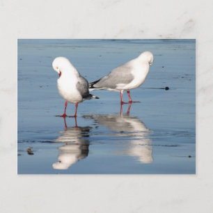 Carte Postale 2 mouettes sur une plage