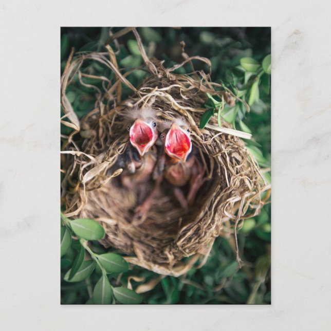 Carte Postale 2 Oiseaux de printemps dans le nid, Photographie d (Devant)