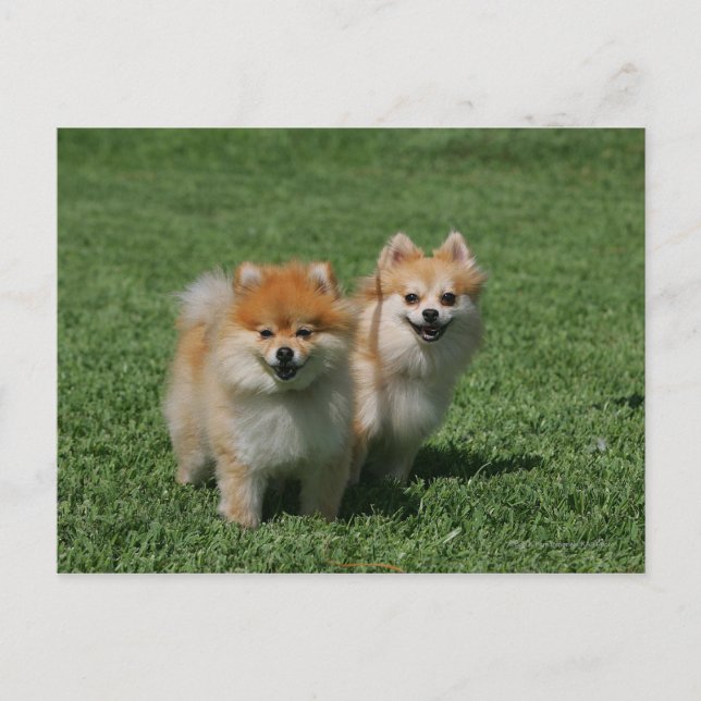 Carte Postale 2 Pomeranians regardant l'appareil-photo (Devant)