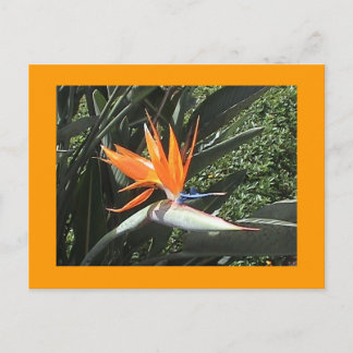 Carte postale 2e Oiseau du Paradis