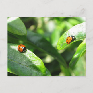 Carte postale 2ladybirds