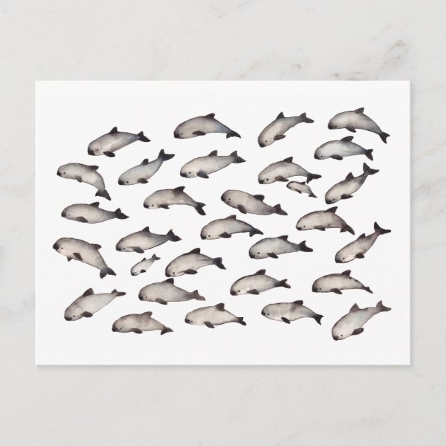 Carte Postale 30 dauphins de marsouin de vaquita (Devant)