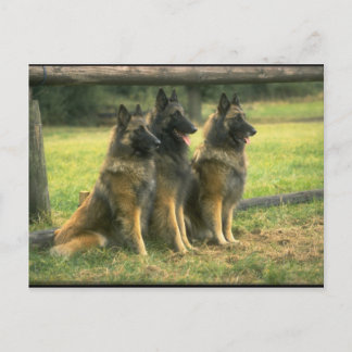 Carte Postale 3 bergers allemands