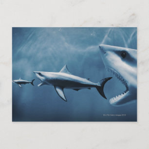 Carte Postale 3 grands requins blancs (Carcharodon carcharias)
