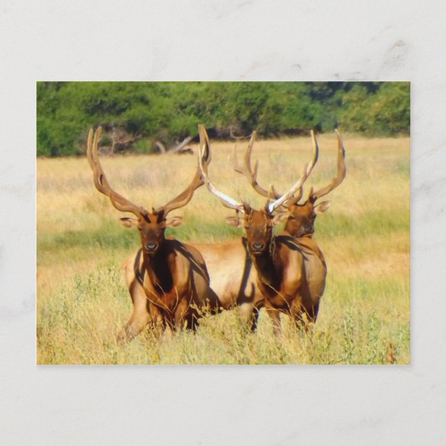 Carte Postale 3 taureaux (Elk) (Devant)
