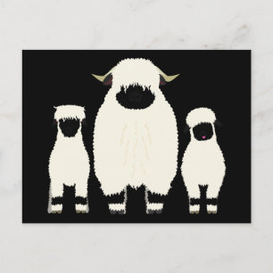 Carte Postale 3 Valais Blreconnaît Moutons d'affilée