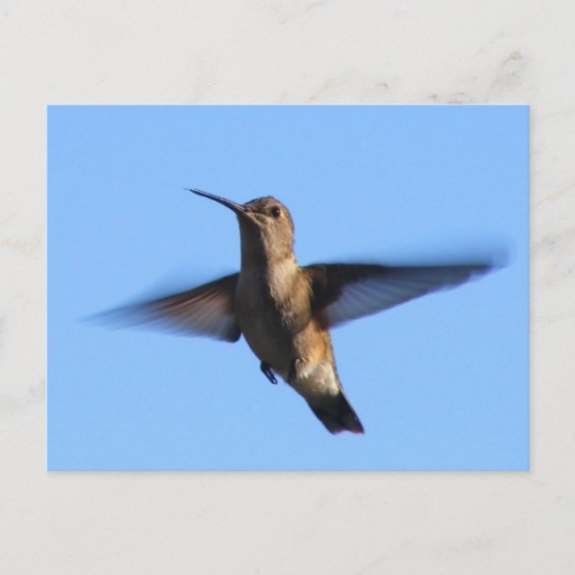 Carte Postale 3aJ Hummingbird vole dans un ciel bleu (Devant)