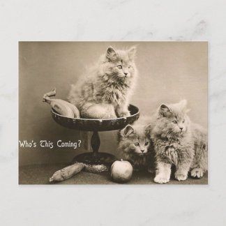 Carte Postale 44 Animaux