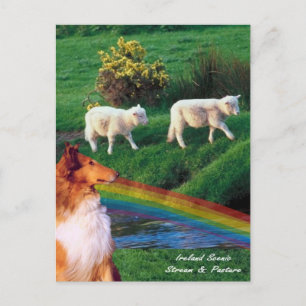 Carte Postale 4.  Irlande Stream avec Collie et mouton