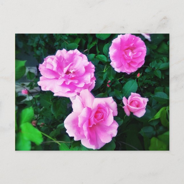 CARTE POSTALE 4 ROSE (Devant)