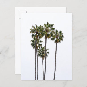 Carte postale 5 Palmes