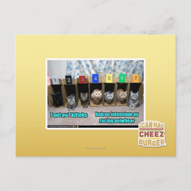 Carte Postale 7 kittehs d'OV 7 (Devant)