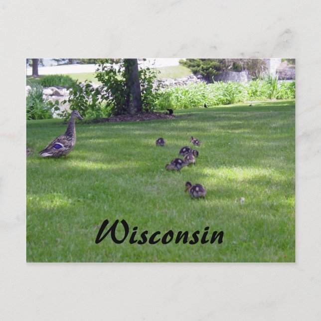 Carte Postale 7 Petits canards (Devant)