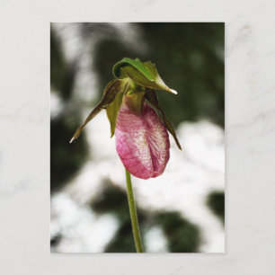 Carte postale #8299 de Lady's Slipper