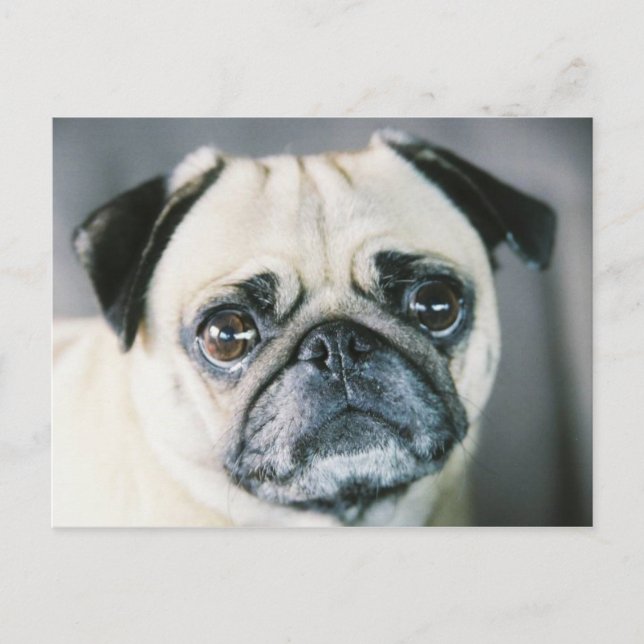 CARTE POSTALE 850203-R1-017-7 (Devant)