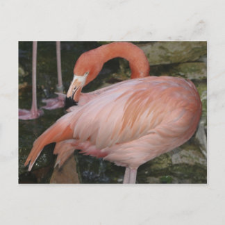 Carte Postale A11 Flamingo Postcard