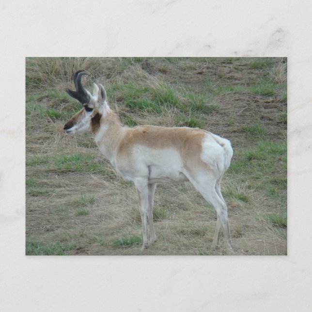 Carte Postale A26 Pronghorn Antelope Buck (Devant)