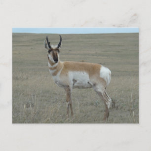 Carte Postale A28 Pronghorn Antelope Young Buck
