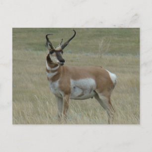 Carte Postale A37 Pronghorn Antelope Buck Crooked Horns
