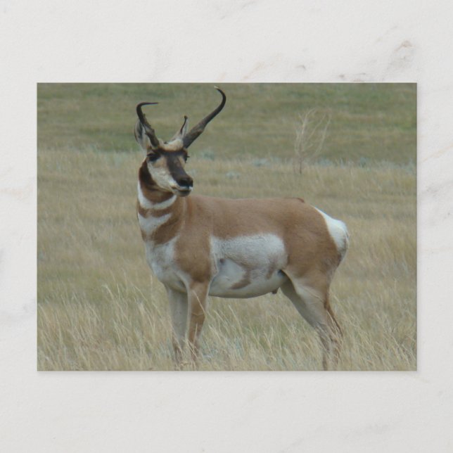 Carte Postale A37 Pronghorn Antelope Buck Crooked Horns (Devant)