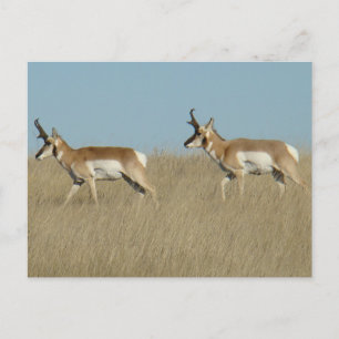 Carte Postale A45 Pronghorn Antelope Bucks