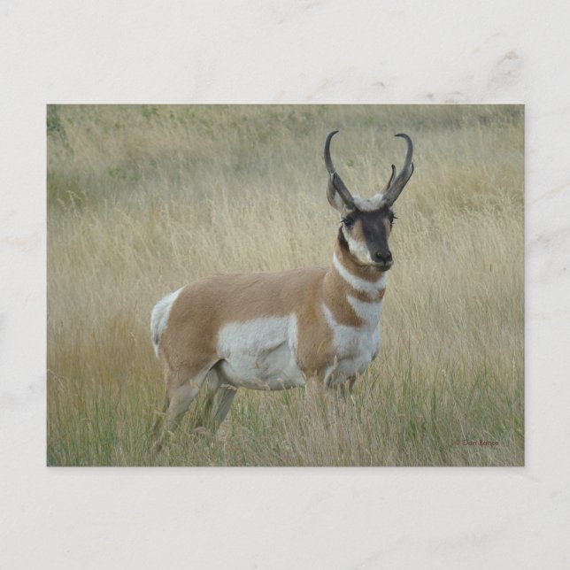 Carte Postale A8 Pronghorn Antelope Big Buck (Devant)