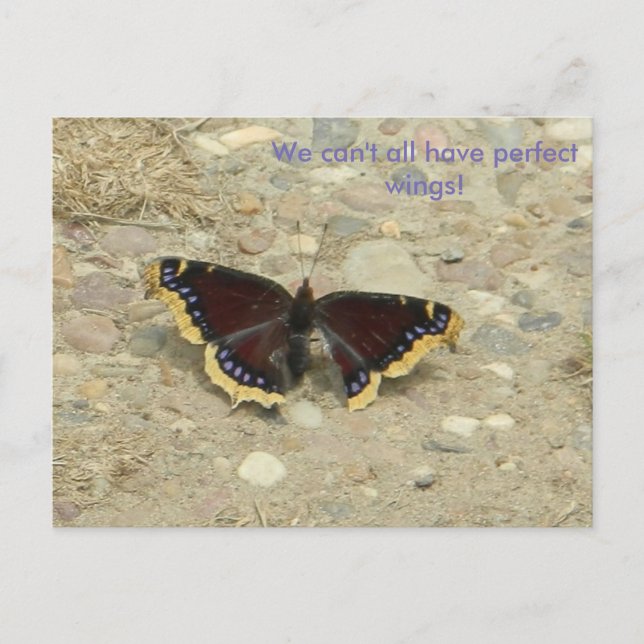 Carte postale à aile cassée (Devant)