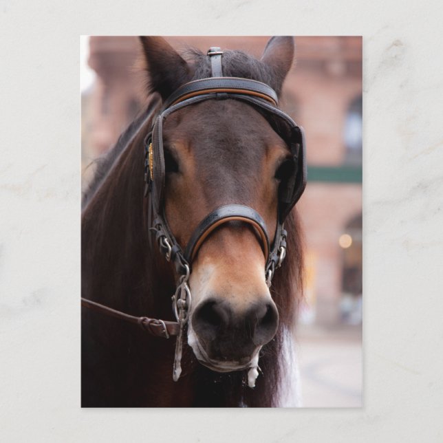 Carte postale à cheval (Devant)