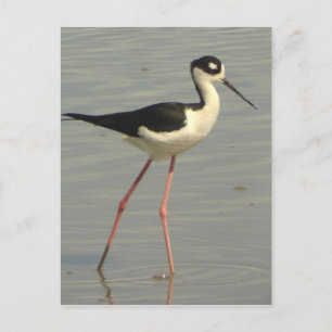 Carte postale à col noir