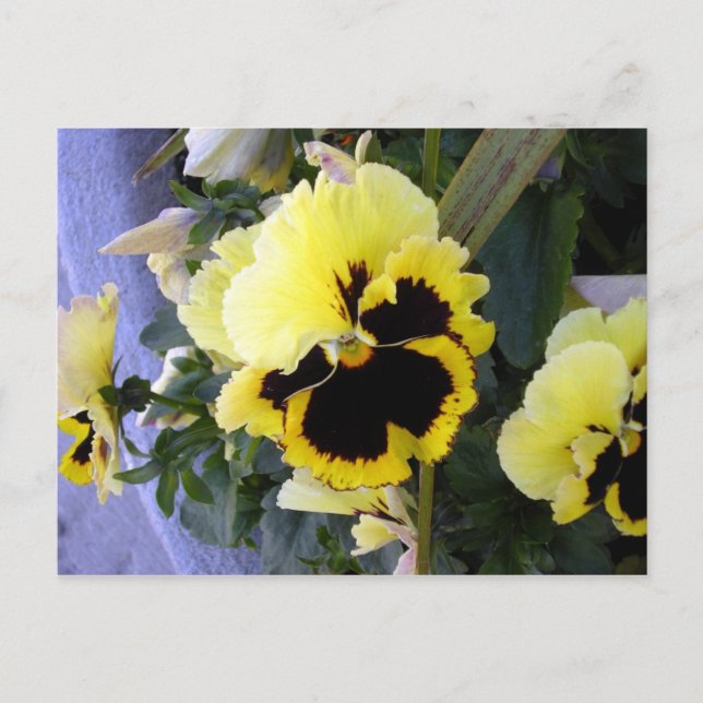 Carte postale à fleurs de Pansy jaune (Devant)