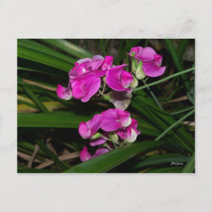 Carte postale à fleurs de pois doux
