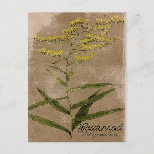 Carte postale à fleurs Goldenrod de style vintage (Devant)