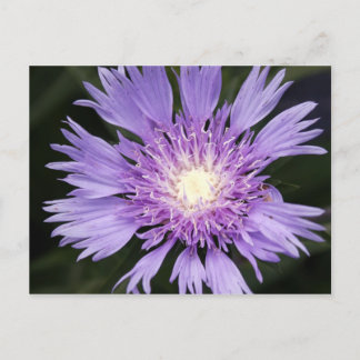 Carte postale à fleurs violettes