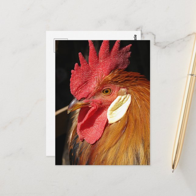 Carte Postale A Gorgeous Leghorn Rooster (Devant/Arrière en situation)