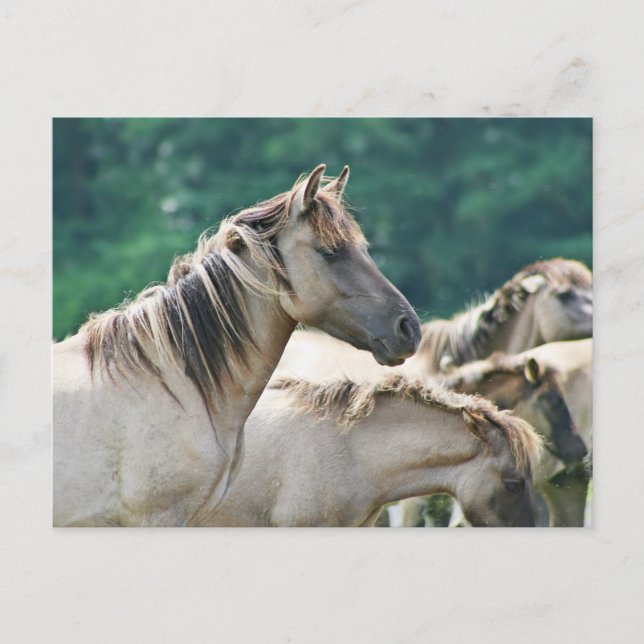 Carte Postale A herd of Brumby Horses from Australie (Devant)