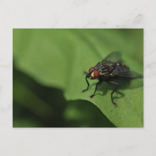 Carte Postale A housefly on a green leaf