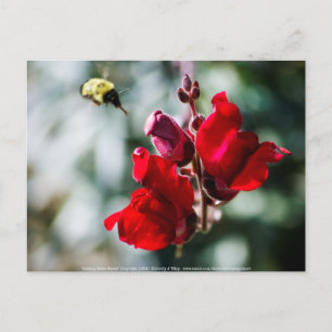 Carte Postale À la recherche de nectar sucré