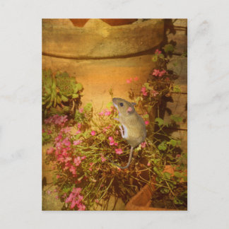 Carte Postale A la recherche d'une maison.