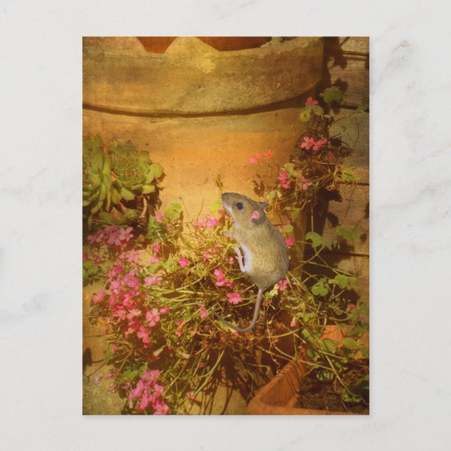 Carte Postale A la recherche d'une maison. (Devant)