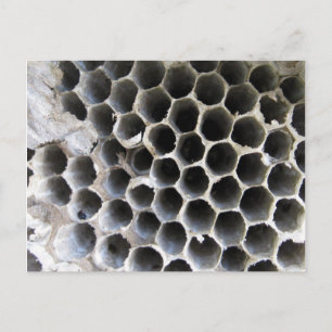 Carte Postale À l'intérieur de la ruche