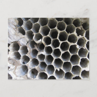 Carte Postale À l'intérieur de la ruche