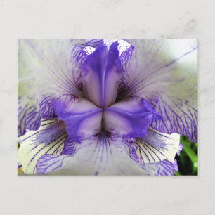 Carte Postale À l'intérieur d'un Iris