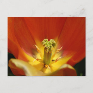 Carte Postale À l'intérieur d'une tulipe