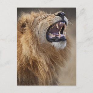 Carte Postale A mature male lion (Panthera léo) in the Savuti