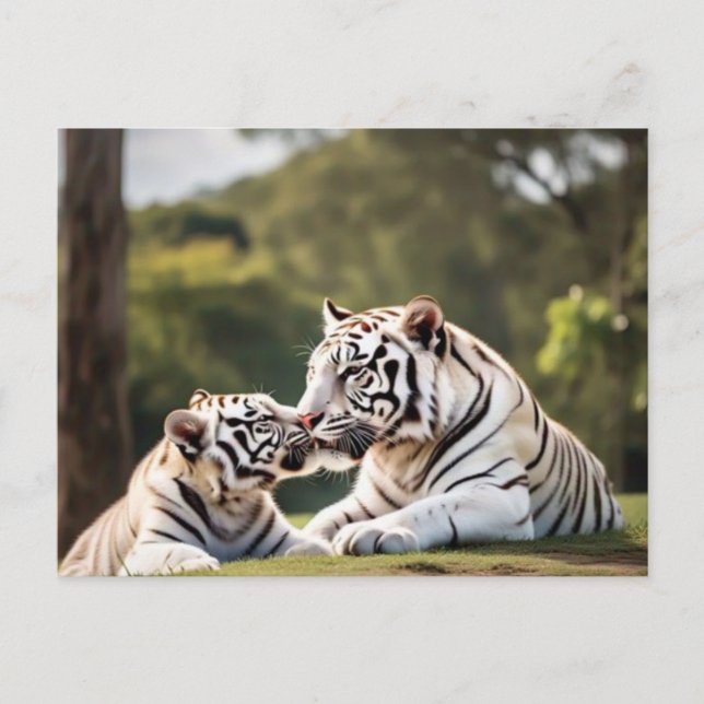 Carte Postale A Moment of Calm – White Tigers Postcard (Devant)