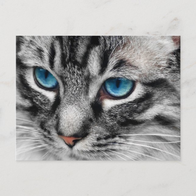 Carte Postale A-PAL - Tabby Argent Chat aux yeux bleus Gros plan (Devant)