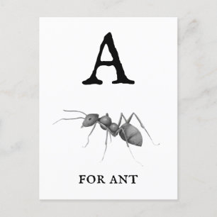 Carte Postale "A" pour Ant 